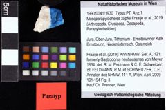 Foto (Objket + Etiketten) von Goniodromites bidentatus (Reuss, 1858) 